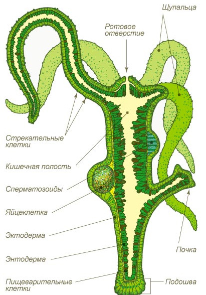 Кракен зеркало onion